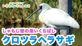 クロツラヘラサギ　しゃもじ型の黒いくちばしがユニークな鳥