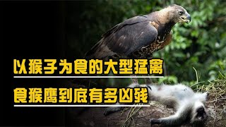 以猴子为食的大型猛禽，先啄瞎双眼再爆头，食猴鹰到底有多凶残