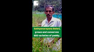 Sathyanarayana Beleri who grows and conserves 650 varieties of paddy #shorts #shortsvideo #viral