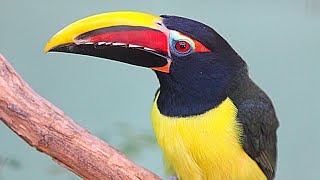 A brief glimpse at the Green Aracari South America's forgotten Toucan