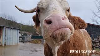 Erdlingshof: Was machen die Tiere bei Regen? Oskar liebt es, aus der Dachrinne zu trinken 😅