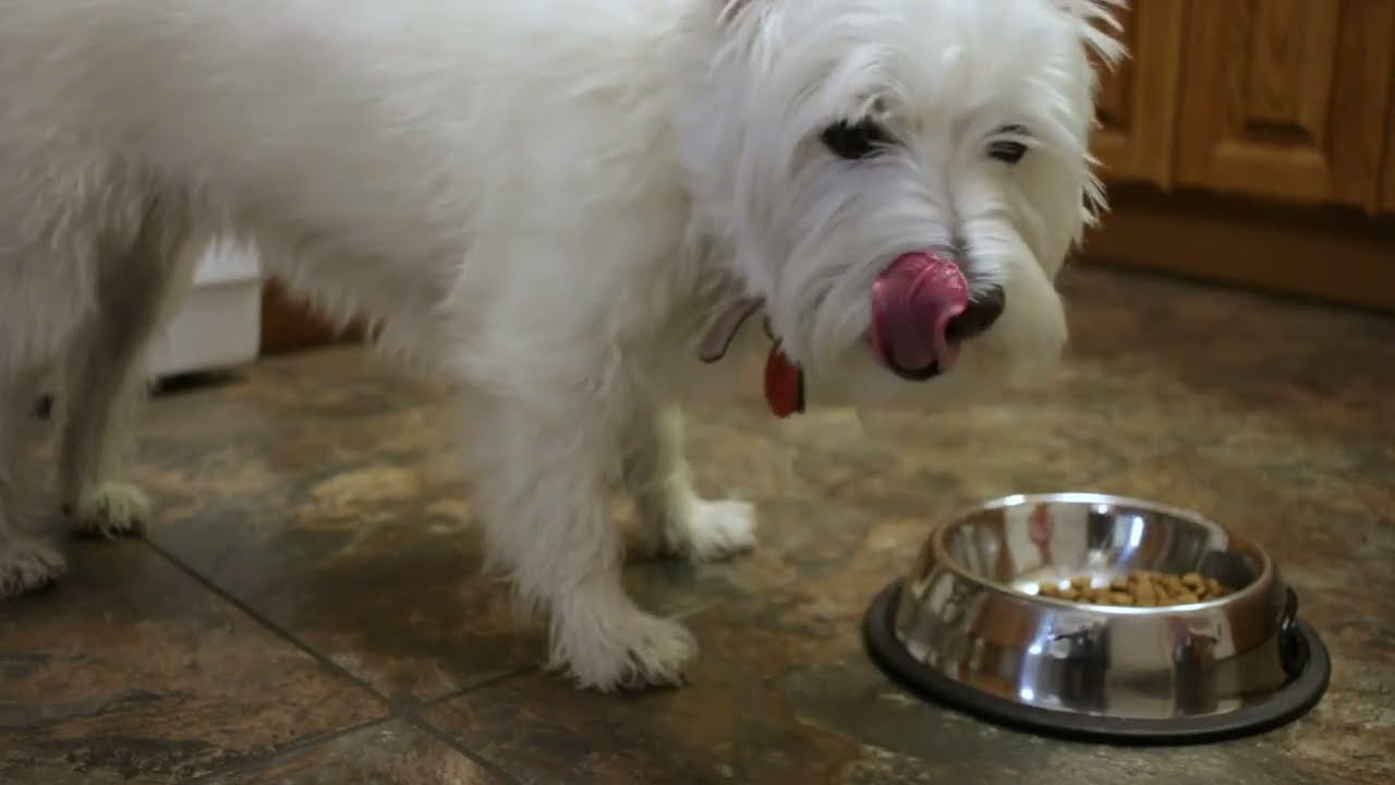 Asmr Dog Eating Food Crunchy Sounds No Talking Youtube