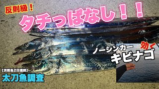 【淡路島東側】反則級！ノーシンカーキビナゴでタチっぱなし！！【太刀魚調査】