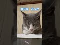 ネコと子ネコとおじさん　眠り猫みっけシリーズ　 shorts cat cats ねこ ねこのいる生活 保護猫 猫 猫動画 猫のいる暮らし 子猫 猫好き 眠り猫