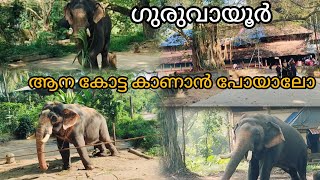 #guruvayoor #ആനക്കോട്ട യിലെ ആന കാര്യങ്ങൾ #elephants bath