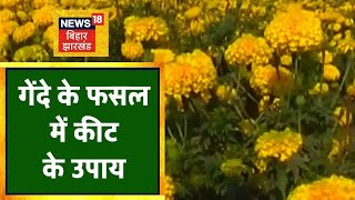 Marigold | गेंदा की फसल में कीट- रोगों की रोकधाम | Annadata