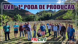 Como Fazer a 1ª Poda de Produção na UVA (Videira)?