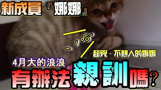 野貓不適合新手，因為牠們很有個性，娜娜親訓EP1