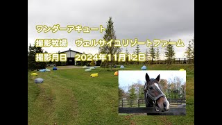 ワンダーアキュート近況報告(2024年11月撮影)