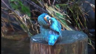 カワセミ狛江地区2番子男子 2024 08 17 #カワセミ #幼鳥 #野鳥 #birds #wildlife #nature #自然観察ぶらり散歩