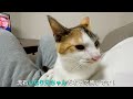 【やきもち】保護子猫が先住猫の場所を奪って嫉妬してしまいましたw