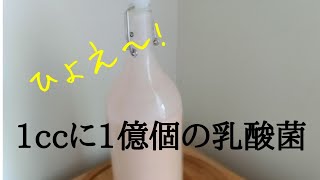 乳酸飲料!みき!手作り発酵飲料！奄美の伝統的な発酵飲料ミキ作り！シドニーのおかんが作る美味しい発酵飲料！　人気動画　みき作り！lactic acid fermented drink \