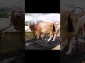 heaviest brahman x sahiwal bull gets showered