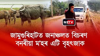 জামুগুৰিহাটত Wild Buffalo Terror! 😱| কৃষিৰ ক্ষতি | বন বিভাগৰ অভিযান 🚨