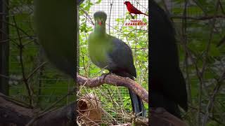 White-Cheeked Turaco | Bird Song | Aviary Birds