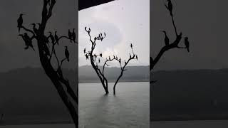 Boat Safari in Rains, Bhadra Tiger Reserve