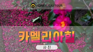 2023.12.30.토요일 제주 카멜리아힐(CAMELLIA HILL)에서