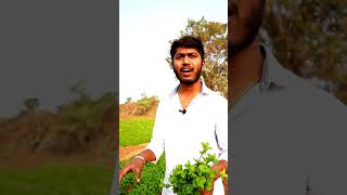 పుదీనా కట్ట ఏ విధంగా కట్టాలి.... Mint Cultivation in Telugu #rjfarmvlogs #agriculture #telugu #vlog