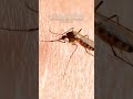 Why Only Female Mosquitoes Bite