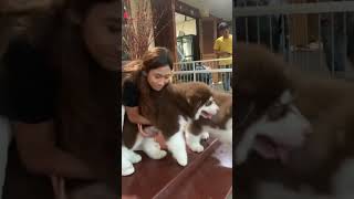 Gendong bayi beruang?  #alaskanmalamute #video #viralvideo #short #shortsfeed