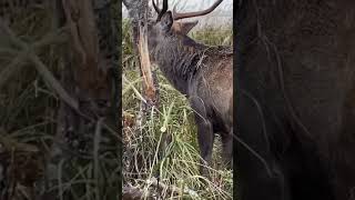 超巨大エゾシカ🦌 in 野付半島　こんなのに襲われたらたまらない😱