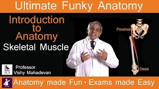 Introduction to Anatomy Skeletal Muscles. Anatomy made Fun. Exams made easy!