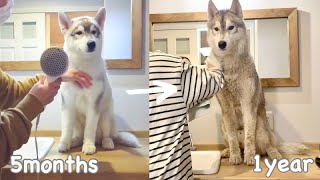 【比較】デカっ！生後5ヶ月と現在でドライヤー中の愛犬を比較してみた