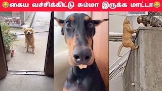 💥🥵எவன்டா அவன் மூஞ்ச கொண்டு வந்து முன்னாடி விடுறது⁉️🤕 #shorts #animals