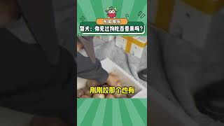 警犬：你见过狗吃百香果？！#万万没想到 #看一次笑一次 #狗狗：已老实求放过 #娱乐评论大赏#shorts