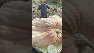 Heaviest pumpkin 💪🎃 1226 kg (2702 lb 13.9 oz) grown by Stefano Cutrupi🏆🥇