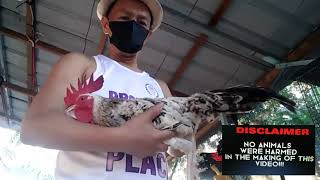 165/Videos #3illium liquid Pampaligo sa aking mga Alagang Manok #Greater ESTONG Loft