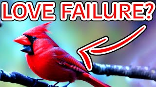 Cardinals: Symbolism and Spiritual Meaning