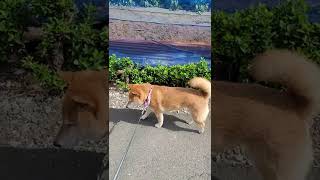 【柴犬】六花ちゃん：朝のお散歩。暑くもなく、涼しくもなく。（2022/07/08）