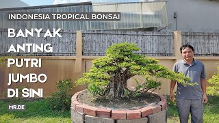 Bonsai anting putri besar yang ukurannya mengagetkan.