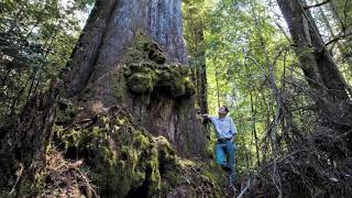 পৃথিবীর সবচেয়ে উঁচু গাছ দেখে অবাক হবেন || The Tallest tree in the world