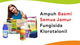 7 Fungisida Bahan Aktif Klorotalonil, Ampuh Mematikan Semua Jamur Penyebab Penyakit