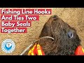 Two Baby Seals Joined Together By Fishing Line And Hook