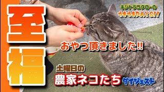 【土曜日の農家ネコたち】看板猫のお仕事と平和な農園🐈‍⬛🐈