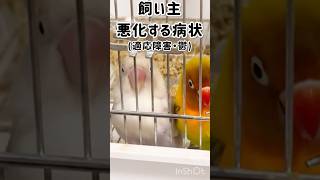 命の責任・病んでます#ボタンインコ