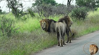 Biggest Male Lions In Kruger Park - The Leeubron Males - Way Off Territory!