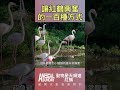 生態觀察：讓紅鶴興奮的一百種方式？#動物星天頻道 #星期天配音是對的