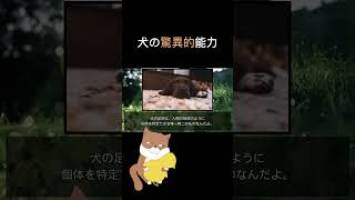 犬の驚異的な能力