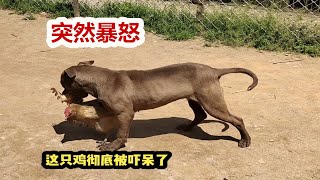 脾气暴躁的斗犬之王比特犬，面对鲜活的小动物，失去控制