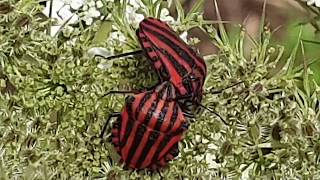 Striped shield bugs enjoying life