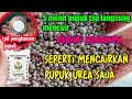 5 menit pupuk TSP langsung hancur