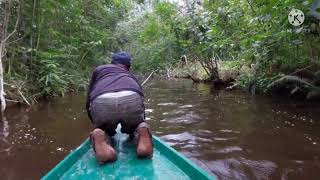 MENYUSURI SUNGAI DALAM HUTAN RAWA KALIMANTAN TENGAH