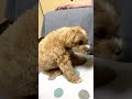 【マルプー犬のマリモ】相談がある犬🐶 2才3ヶ月