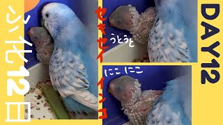 【笑ってる？】セキセイインコ ヒナ孵化12日No9★Hatched! DAY12#shorts #セキセイインコ