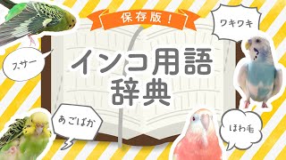 これであなたもインコ通！？【保存版】インコ用語辞典！