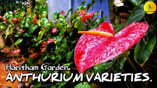 Anthurium Varieties | വിവിധ ആന്തൂറിയം ഇനങ്ങൾ | @home